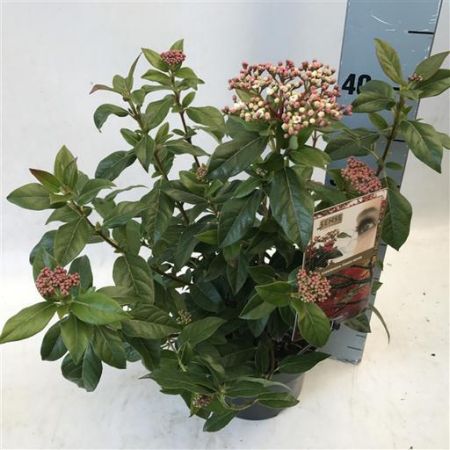 Viburnum Tinus P17 Pot c.40cm