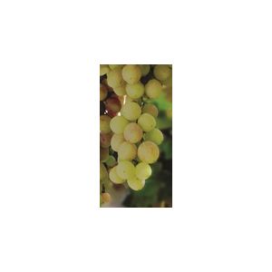 Vine (Vitis) Bacchus Outdoor 3L Container