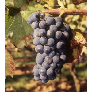 Vine (Vitis) Regent Outdoor 3L Container