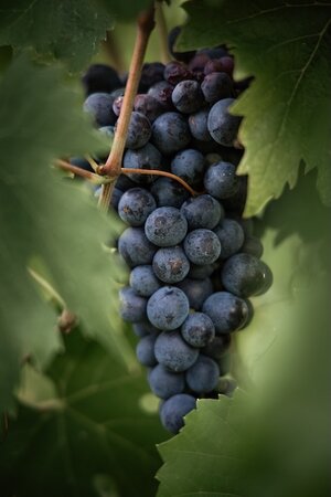 Vine (Vitis) Regent Outdoor 3L Container