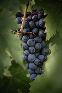 Vine (Vitis) Regent Outdoor 3L Container