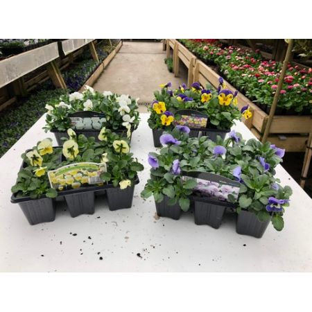 Viola 6 Pack Our Selection