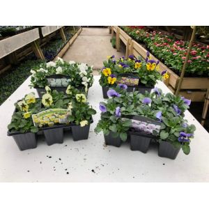 Viola 6 Pack Our Selection