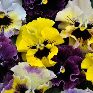 Viola Cornuta Frizzle Sizzle Mini Mixed