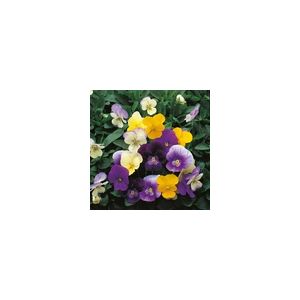 Viola Cornuta Symphonia Mixed - Kings Seeds
