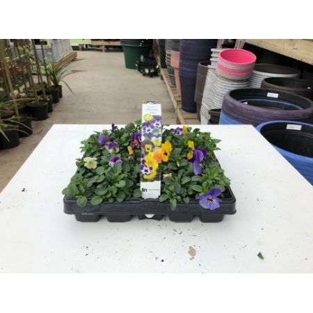 Viola Mixed 20 Pack