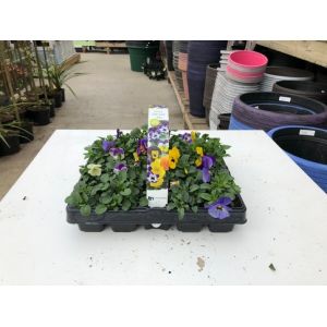 Viola Mixed 20 Pack