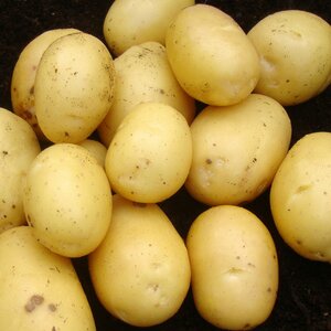 Vivaldi Albert Bartlett Seed Potatoes 2Kg - image 2
