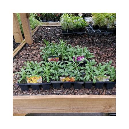 Wallflower 6 Pack Our Selection