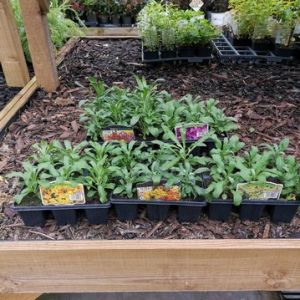 Wallflower 6 Pack Our Selection