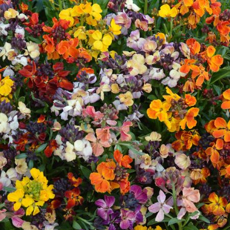 Wallflower Persian Carpet Mixed - Kings Seeds