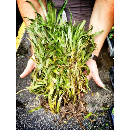 Wallflowers Bare Root Pack Of 10 - Mixed Colours