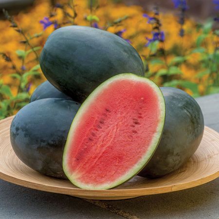 Water Melon Little Darling Kings Seeds