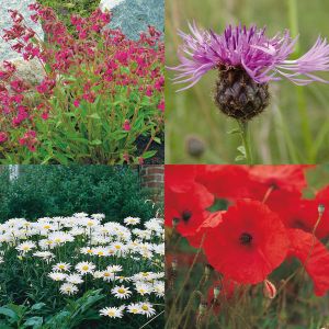 Wildflower Classic Meadow 80-20 - 25G Kings Seeds