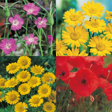 Wildflower Cornfield Annuals 80-20 - 25G Pack Kings Seeds
