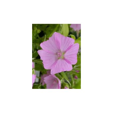 Wildflower Musk Mallow (Malva Moschata)- Kings Seeds