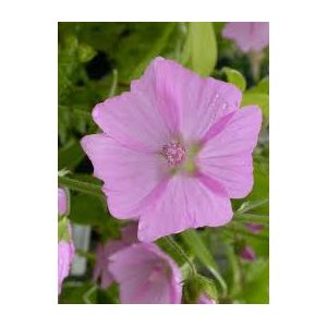 Wildflower Musk Mallow (Malva Moschata)- Kings Seeds