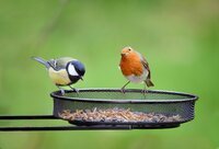 Wildlife & Pets
