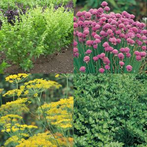 Windowsill Herb Collection Suffolk Herbs