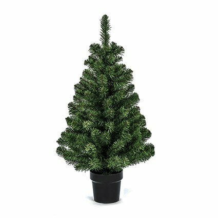 Woodcote Spruce in a Pot 90cm