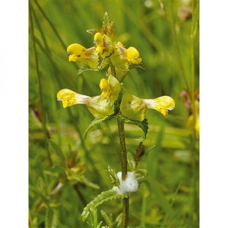 Yellow Rattle (Rhinanthus Minor)- Kings Seeds