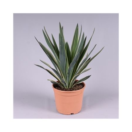 Yucca Glorisa Variegata P23