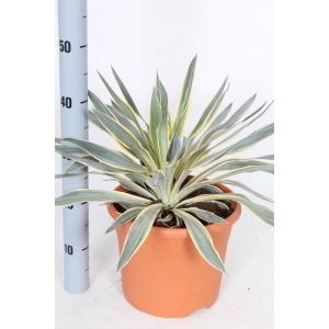 Yucca Glorisa Variegata P26 Pot