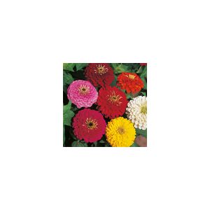 Zinnia Dahlia Flowered- Kings Seeds